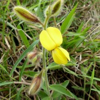 Crotalaria calycina Schrank